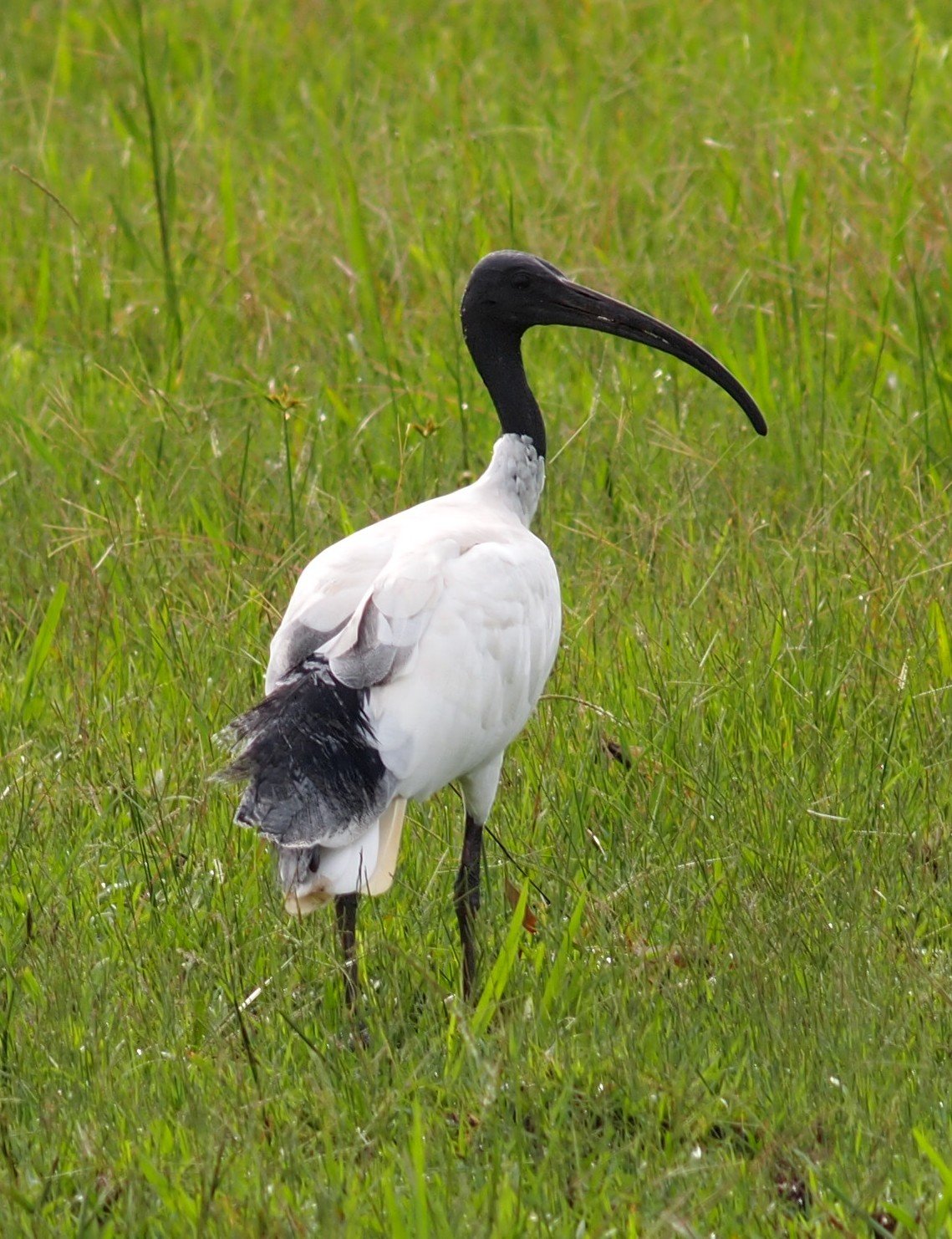 pictures-and-information-on-white-ibis